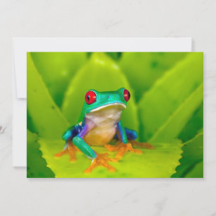 Rotaugelaubfrosch, Costa Rica Dankeskarte