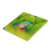 Rotaugelaubfrosch, Costa Rica Fliese (Seite)
