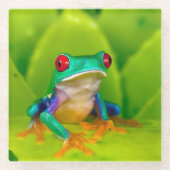 Rotaugelaubfrosch, Costa Rica Glasuntersetzer (Vorderseite)