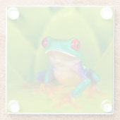 Rotaugelaubfrosch, Costa Rica Glasuntersetzer (Rückseite)