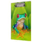 Rotaugelaubfrosch, Costa Rica Klemmbrett (Links)