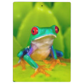 Rotaugelaubfrosch, Costa Rica Klemmbrett (Rückseite)