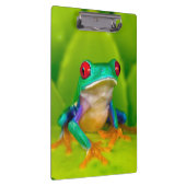 Rotaugelaubfrosch, Costa Rica Klemmbrett (Rechts)