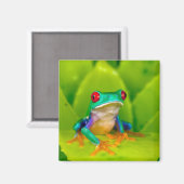 Rotaugelaubfrosch, Costa Rica Magnet (Vorderseite/Rückseite)