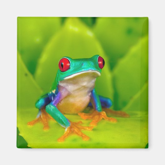 Rotaugelaubfrosch, Costa Rica Magnet (Vorne)