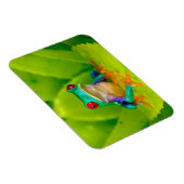 Rotaugelaubfrosch, Costa Rica Magnet (Rechte Seite)