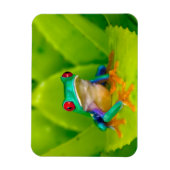 Rotaugelaubfrosch, Costa Rica Magnet (Vertikal)