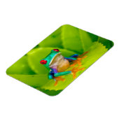 Rotaugelaubfrosch, Costa Rica Magnet (Linke Seite)