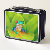 Rotaugelaubfrosch, Costa Rica Metall Brotdose (Rückseite)