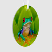Rotaugelaubfrosch, Costa Rica Ornament (Vorderseite)
