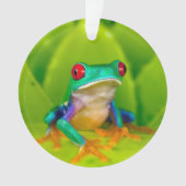 Rotaugelaubfrosch, Costa Rica Ornament (Vorderseite)