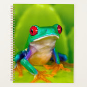 Rotaugelaubfrosch, Costa Rica Planer (Vorderseite)