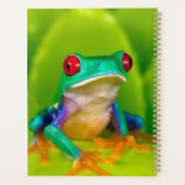 Rotaugelaubfrosch, Costa Rica Planer (Rückseite)
