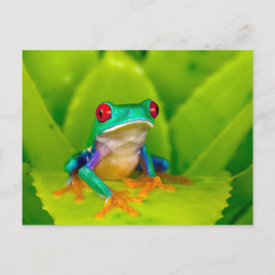 Rotaugelaubfrosch, Costa Rica Postkarte