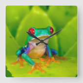 Rotaugelaubfrosch, Costa Rica Quadratische Wanduhr (Vorderseite)