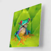 Rotaugelaubfrosch, Costa Rica Quadratische Wanduhr (Winkel)