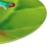 Rotaugelaubfrosch, Costa Rica Schneidebrett (Ecke)
