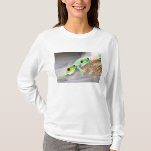 Rotaugelaubfrosch im Nebel, Agalychinis 2 T-Shirt