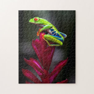 Rotaugelaubfrosch Puzzle
