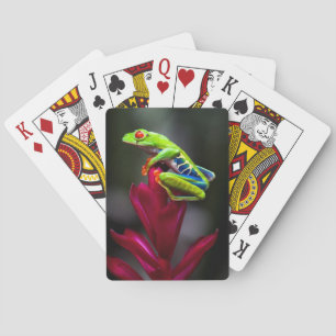 Rotaugelaubfrosch Spielkarten