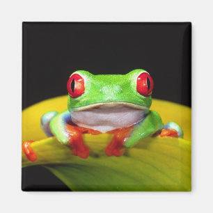 Rotaugen-Laubfrosch, Agalychinis callidryas, Einhe Magnet