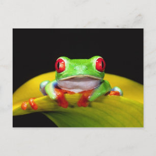 Rotaugen-Laubfrosch, Agalychinis callidryas, Einhe Postkarte