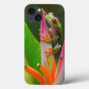 Rotaugen-Laubfrosch, Costa Rica iPhone 13 Hülle