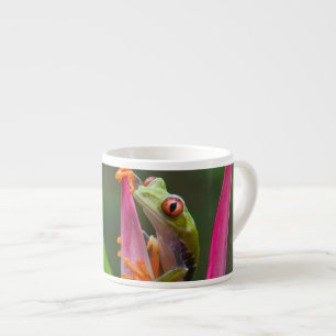 Rotaugen-Laubfrosch, Costa Rica Espressotasse