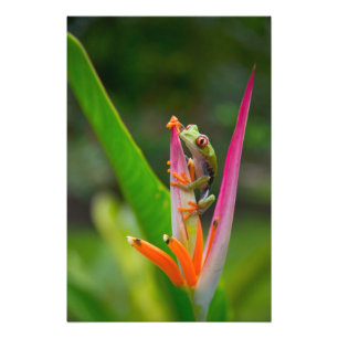Rotaugen-Laubfrosch, Costa Rica Fotodruck