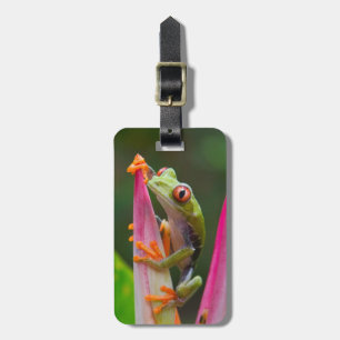 Rotaugen-Laubfrosch, Costa Rica Gepäckanhänger
