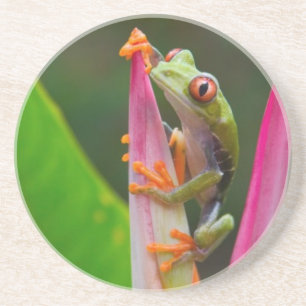 Rotaugen-Laubfrosch, Costa Rica Getränkeuntersetzer