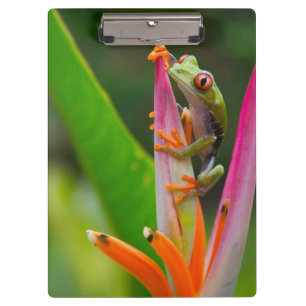Rotaugen-Laubfrosch, Costa Rica Klemmbrett