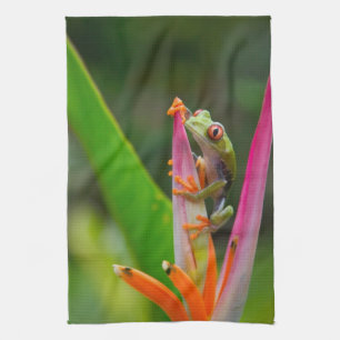 Rotaugen-Laubfrosch, Costa Rica Küchentuch