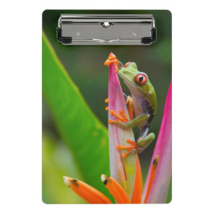 Rotaugen-Laubfrosch, Costa Rica Mini Klemmbrett