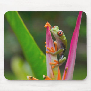 Rotaugen-Laubfrosch, Costa Rica Mousepad