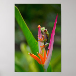 Rotaugen-Laubfrosch, Costa Rica Poster