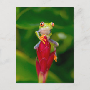 Rotaugen-Laubfrosch, Costa Rica Postkarte