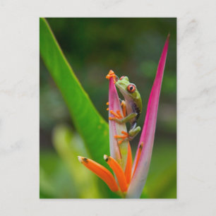 Rotaugen-Laubfrosch, Costa Rica Postkarte