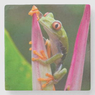 Rotaugen-Laubfrosch, Costa Rica Steinuntersetzer