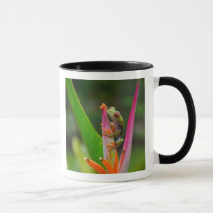 Rotaugen-Laubfrosch, Costa Rica Tasse