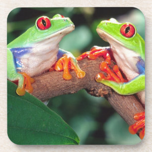 Rotaugen-Laubfrosch-Paar, Agalychinis callidryas, Getränkeuntersetzer