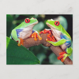 Rotaugen-Laubfrosch-Paar, Agalychinis callidryas, Postkarte