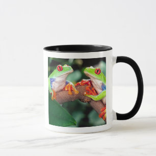 Rotaugen-Laubfrosch-Paar, Agalychinis callidryas, Tasse