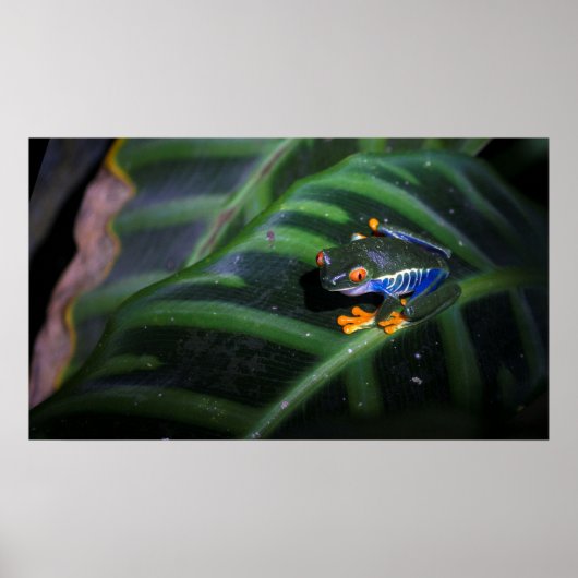 Rotaugenfrosch am Leaf Poster (Vorne)