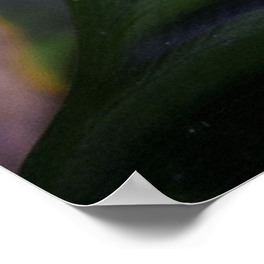 Rotaugenfrosch am Leaf Poster (Ecke)