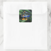Rotaugenfrosch am Leaf Quadratischer Aufkleber (Tasche)