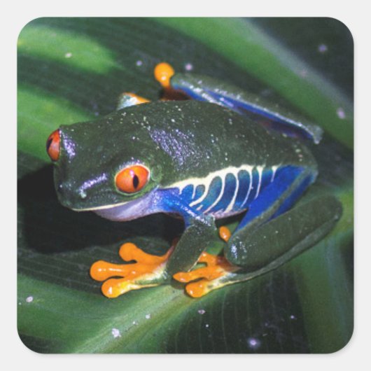 Rotaugenfrosch am Leaf Quadratischer Aufkleber (Vorderseite)
