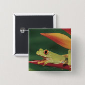 Rotaugenfrosch auf der Blume Button (Vorne & Hinten)