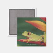 Rotaugenfrosch auf der Blume Magnet (Vorderseite/Rückseite)