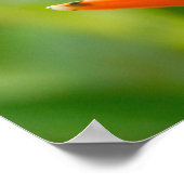 Rotaugenfrosch, Costa Rica 2 Poster (Ecke)